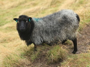 1st Nov 2015 - Shetland Wool