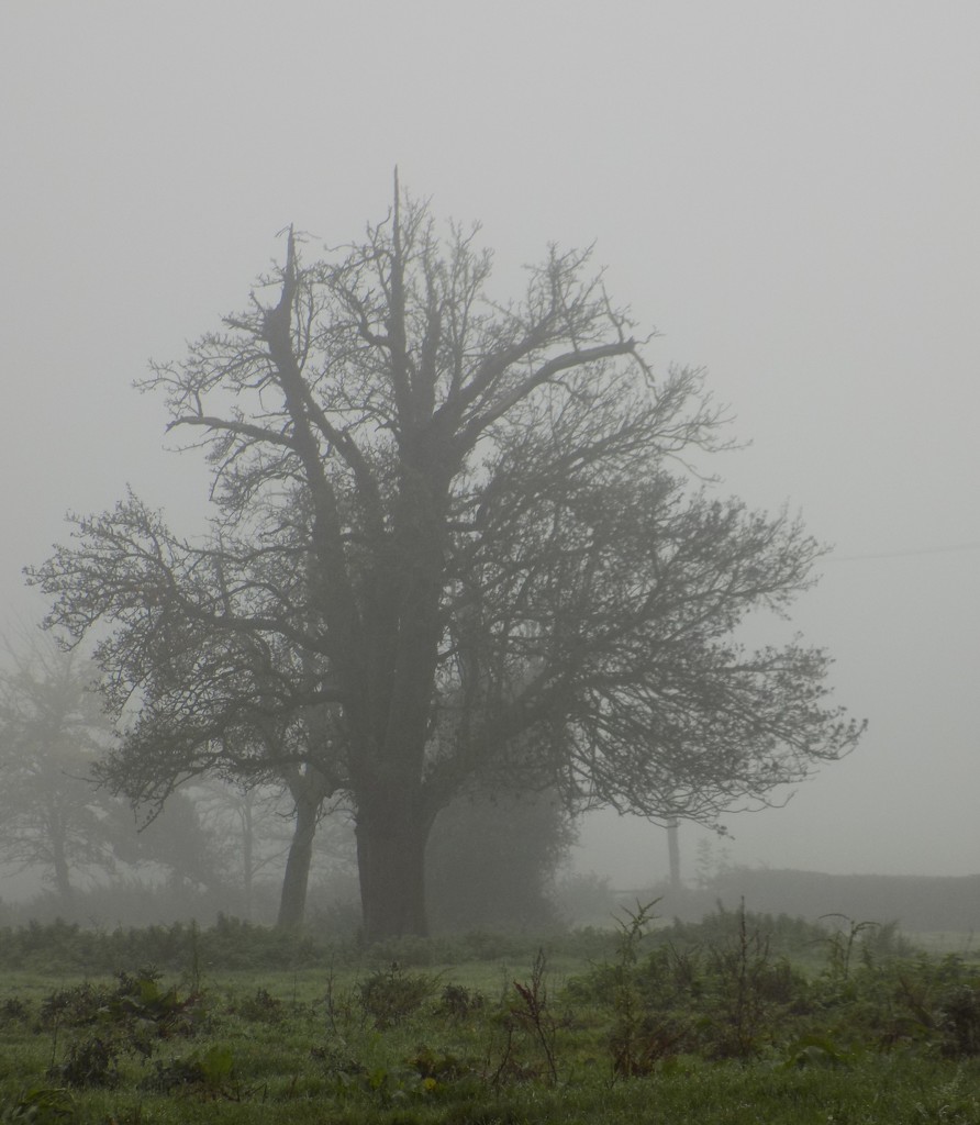 Tree in the fog by flowerfairyann