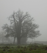 1st Nov 2015 - Tree in the fog
