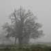 Tree in the fog by flowerfairyann