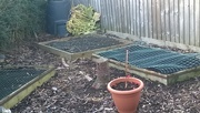 1st Nov 2015 - Garden put to bed for the winter 