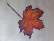 1st Nov 2015 - Autumn leaf 