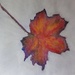 Autumn leaf  by beryl