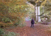 1st Nov 2015 - A walk in the woods