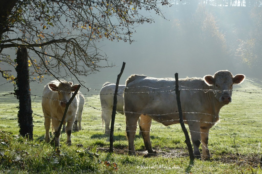 Misty cows  by parisouailleurs