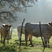 Misty cows  by parisouailleurs