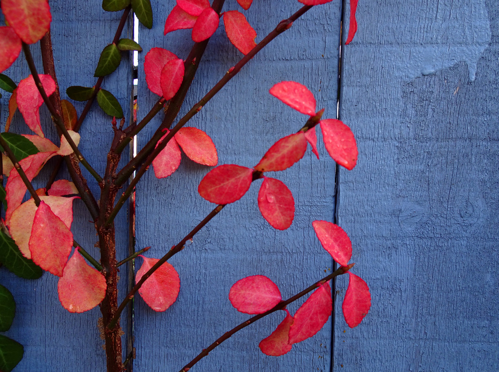 Red Ivy by jae_at_wits_end