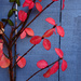 Red Ivy by jae_at_wits_end