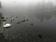 1st Nov 2015 - Day 39 - Foggy at Bluewater Lakes - 100happydays2015