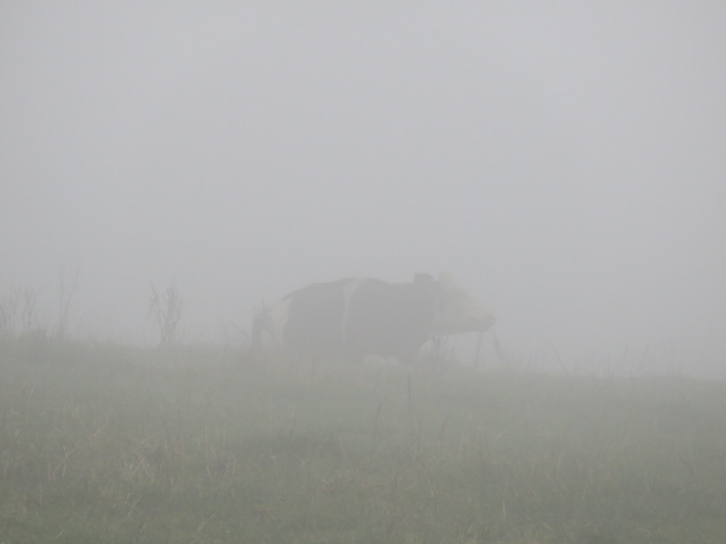 Foggy cow  by countrylassie