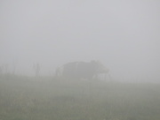 1st Nov 2015 - Foggy cow 
