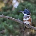 Belted Kingfisher by pixelchix