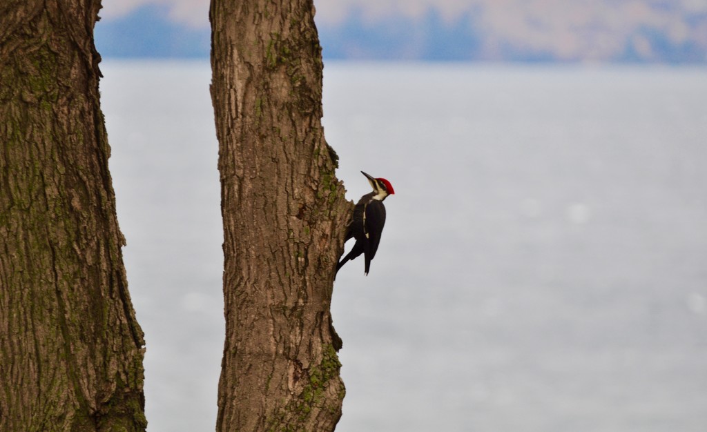 Pileated Woodpecker by frantackaberry
