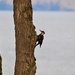 Pileated Woodpecker by frantackaberry