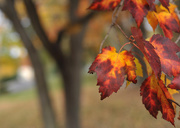 1st Nov 2015 - Colors of Autumn 17