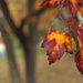 Colors of Autumn 17 by loweygrace
