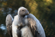 1st Nov 2015 - White-backed Vulture