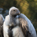 White-backed Vulture by leonbuys83