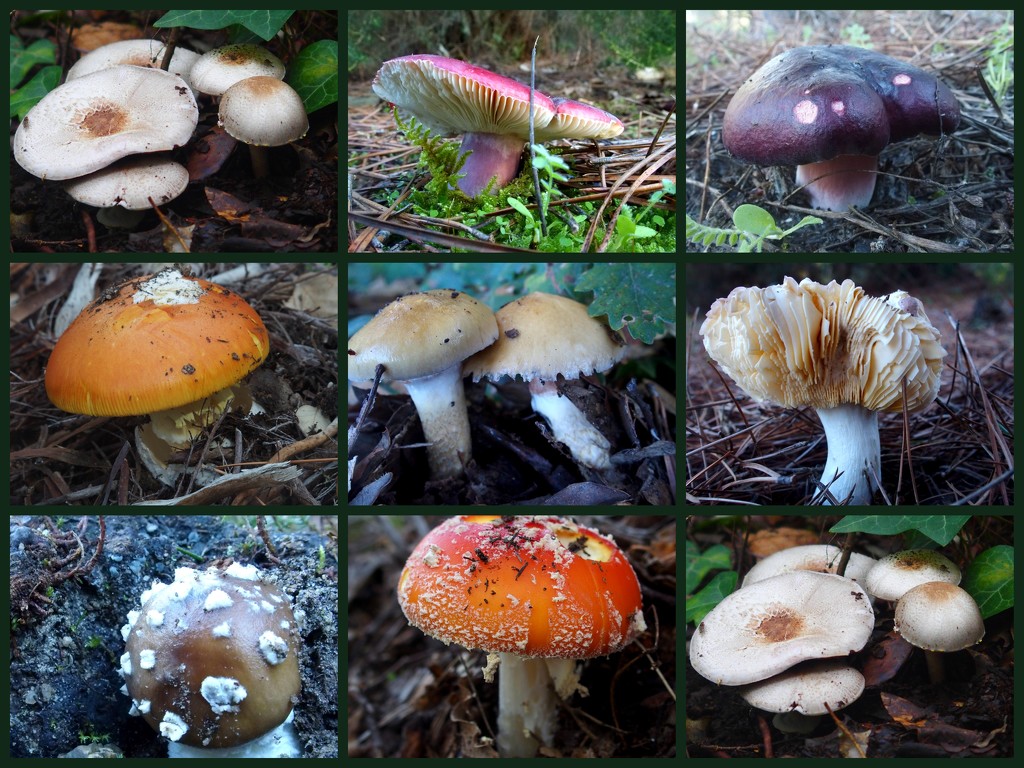 Magic mushrooms by laroque