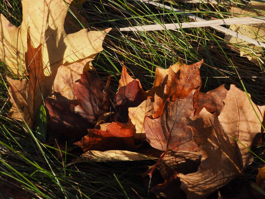 Fallen Leaves by selkie