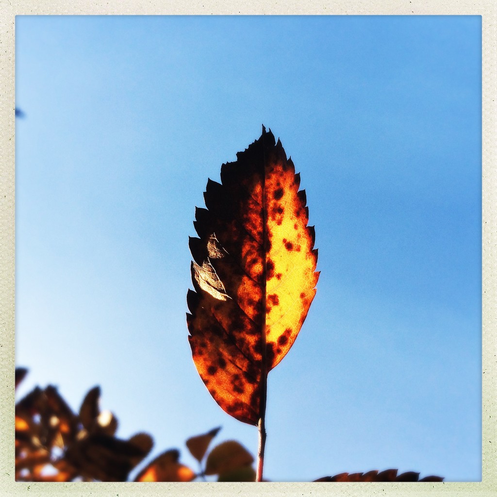 Autumn finery by mastermek
