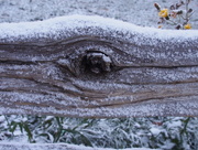 18th Oct 2015 - Fence Posts in the Snow 1