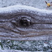 Fence Posts in the Snow 1 by selkie