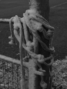 18th Oct 2015 - Fence Posts in the Snow 3