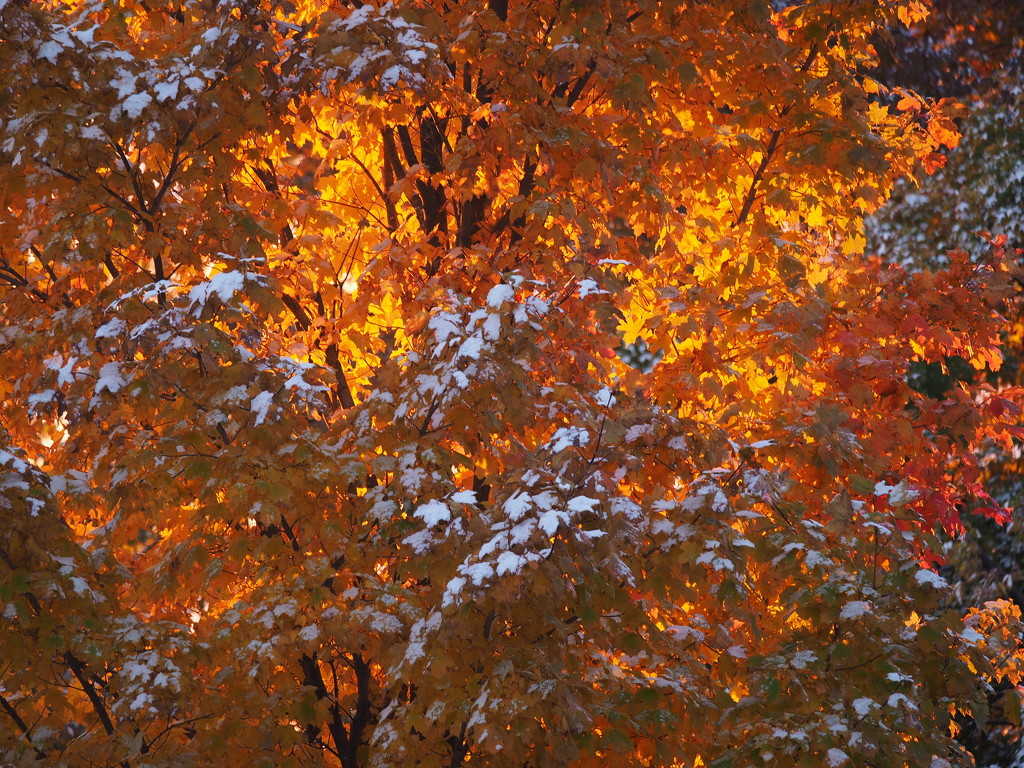 Autumn Blaze by selkie