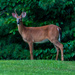 Deer watch by joansmor