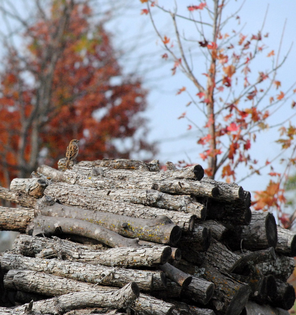 Perched on the Woodpile Watching Leaves by genealogygenie