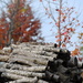 Perched on the Woodpile Watching Leaves by genealogygenie