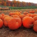 Pumpkin Pickers by sbolden