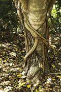 2nd Nov 2015 - study of a gnarled tree trunk