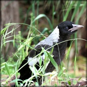 29th Oct 2015 - baby Magpie