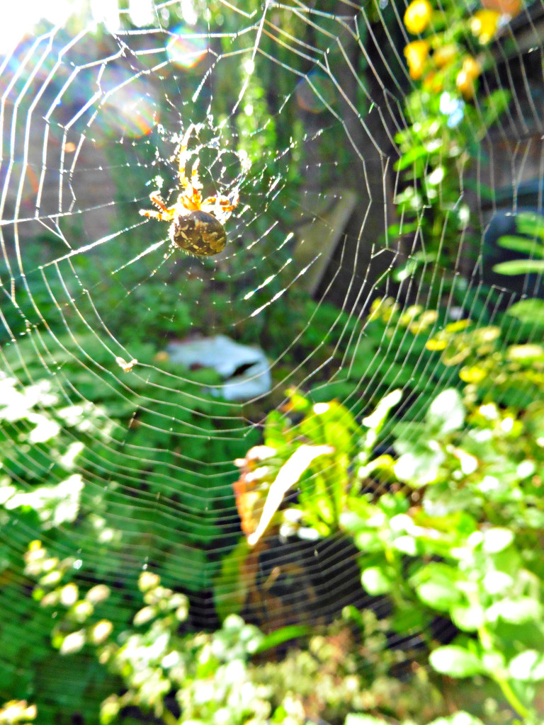 Spider and Web. by wendyfrost
