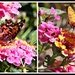 Visiting the Garden Today - An American Lady and a Gulf Fritillary with Bee by markandlinda