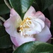 A Bee in Our Early Blooming Camellia by markandlinda