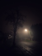 2nd Nov 2015 - Another Foggy Morning