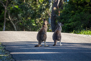 2nd Nov 2015 - Why did the kangaroo cross the road?