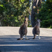 Why did the kangaroo cross the road? by pusspup