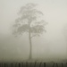 Fog by wenbow