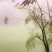 Foggy Day Fennel on 365 Project