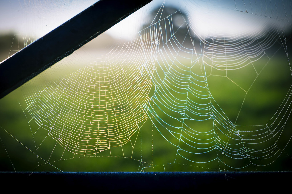 Day 252, Year 3 - September Seventh Spider Web by stevecameras