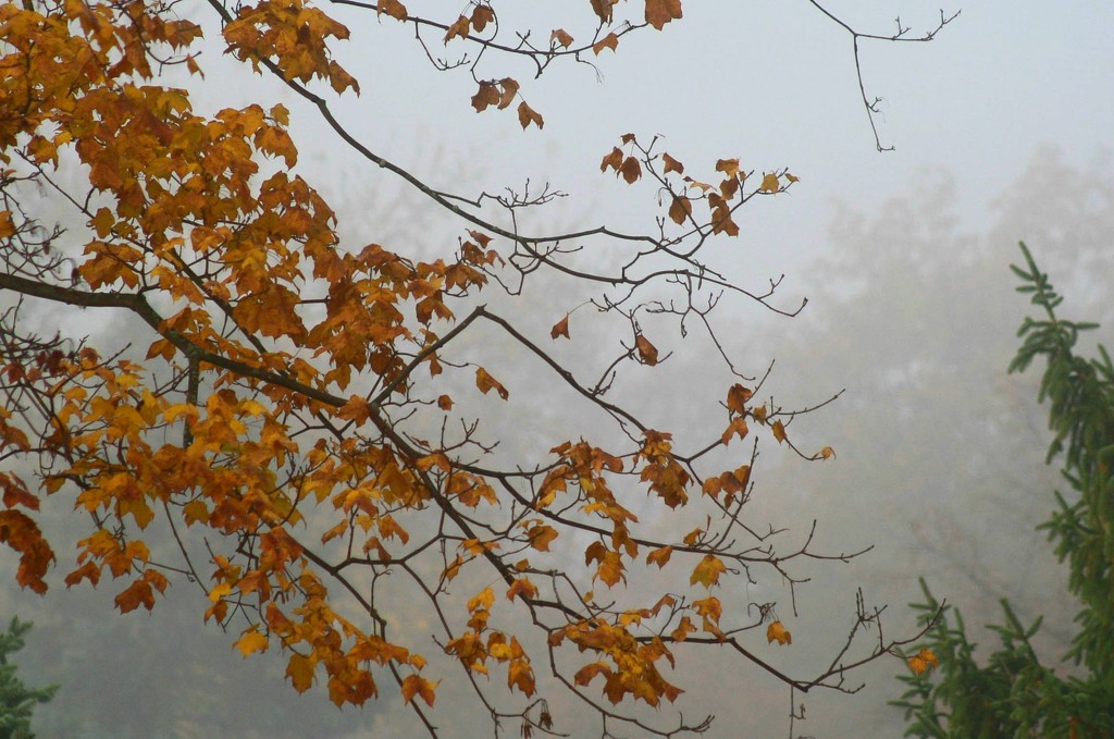 Leaves on a foggy morning by mittens