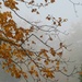 Leaves on a foggy morning by mittens