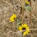 Idaho Wild flowers  by wilkinscd