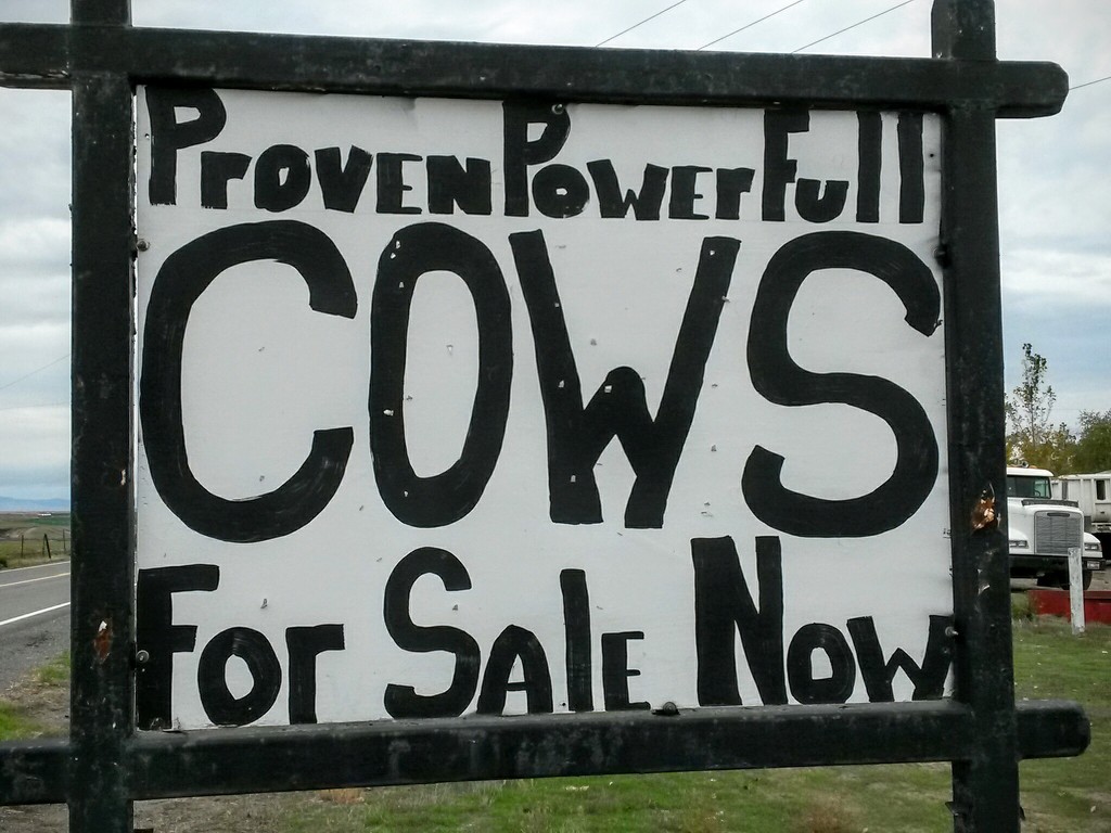 Power Cows by wilkinscd