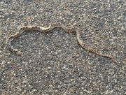 2nd Nov 2015 - Desert Snake