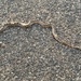 Desert Snake by wilkinscd